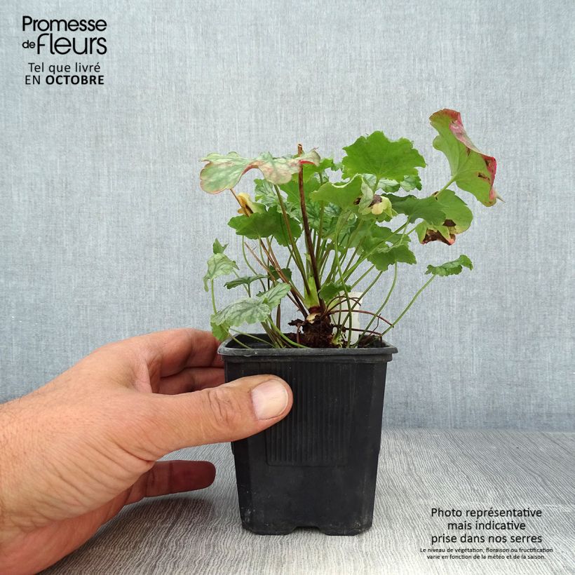 Exemplar von Heuchera Paris - Purpurglöckchen Kleine Töpfe von 8/9 cm wie im Herbst geliefert