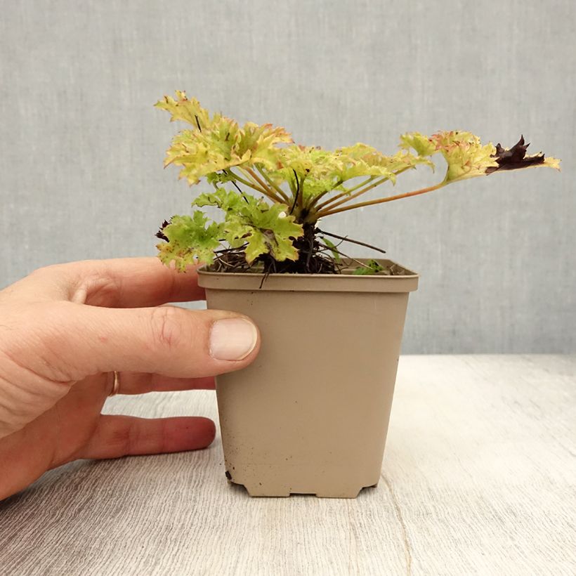 Exemplar von Heuchera Pear Crisp - Purpurglöckchen Kleine Töpfe von 8/9 cm wie im Herbst geliefert