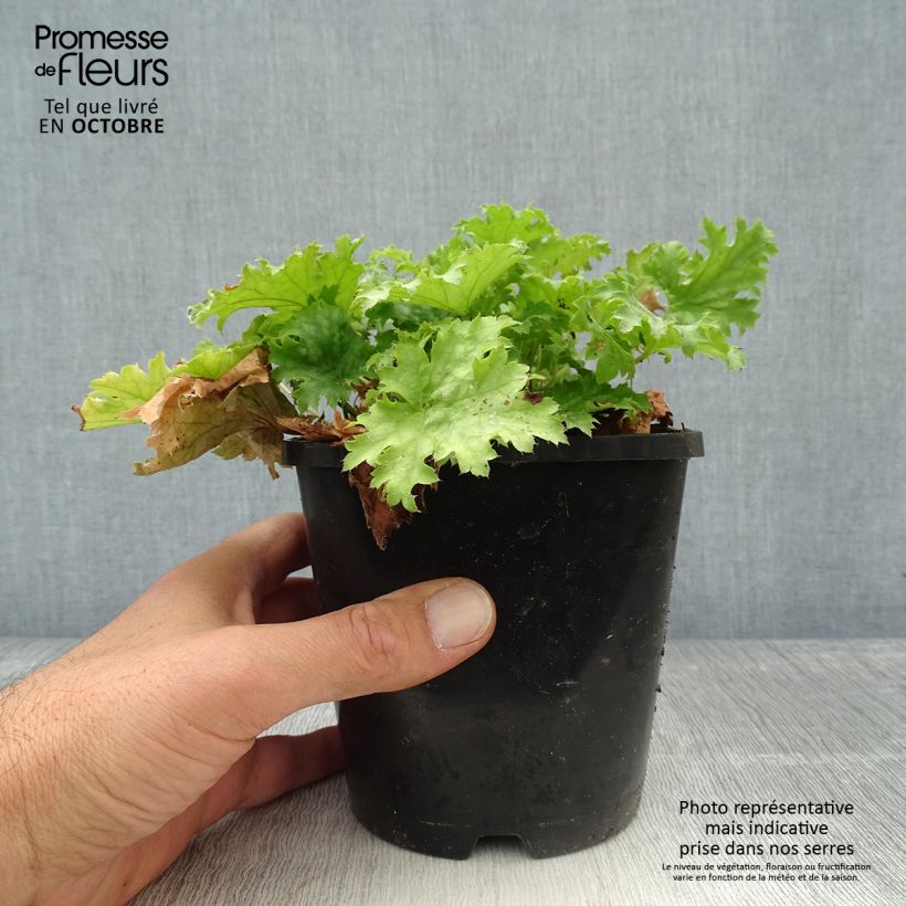 Exemplar von Heuchera Pear Crisp - Purpurglöckchen Topf mit 1,5L/2L wie im Herbst geliefert