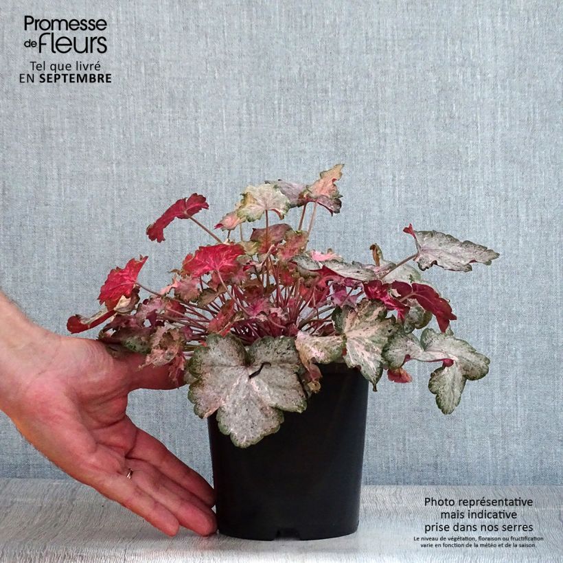 Exemplar von Heuchera Pinky Panky - Purpurglöckchen Topf mit 1,5L/2L wie im Sommer geliefert
