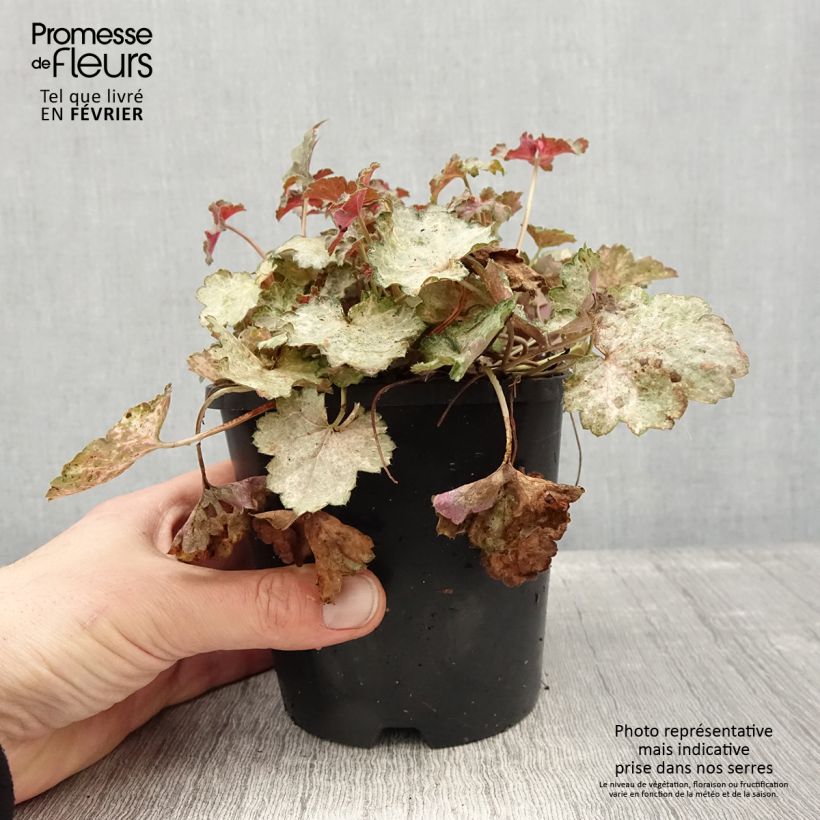 Exemplar von Heuchera Pinky Panky - Purpurglöckchen Topf mit 1,5L/2L wie im Winter geliefert