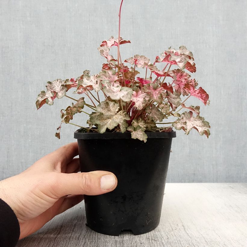 Exemplar von Heuchera Pinky Panky - Purpurglöckchen Topf mit 1,5L/2L wie im Frühjahr geliefert