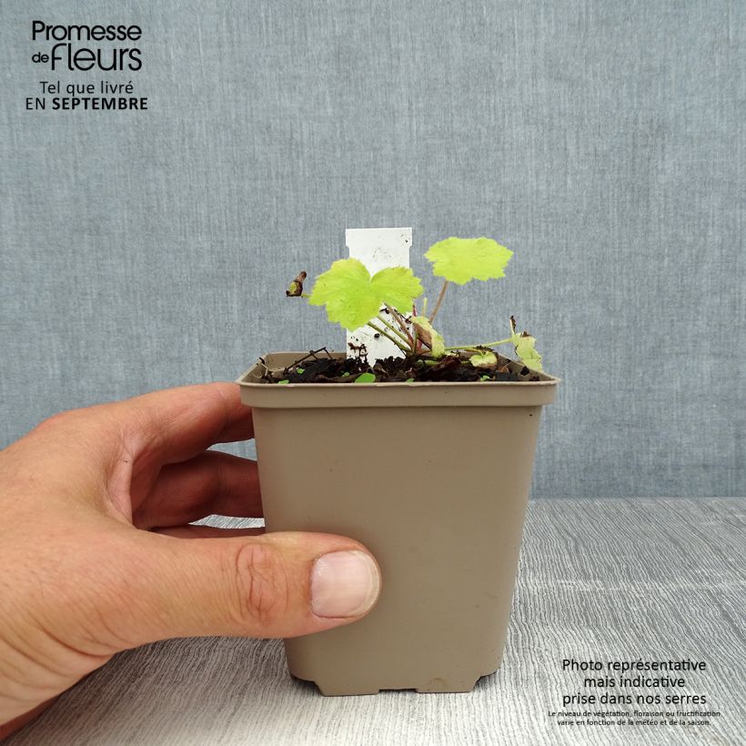Exemplar von Heuchera Pretty Pistachio - Purpurglöckchen Kleine Töpfe von 8/9 cm wie im Sommer geliefert