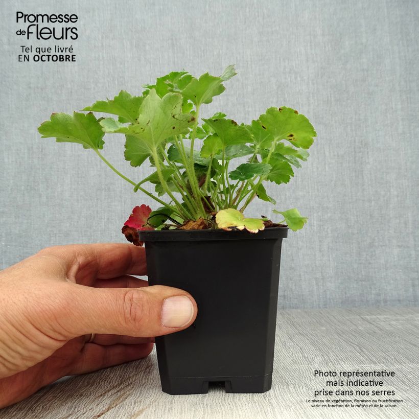 Exemplar von Heuchera sanguinea Leuchtkäfer - Purpurglöckchen Kleine Töpfe von 8/9 cm wie im Herbst geliefert