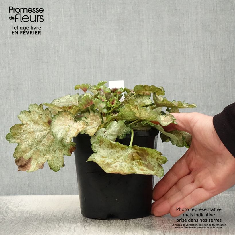 Exemplar von Heuchera Snowy Panky - Purpurglöckchen Topf mit 1,5L/2L wie im Winter geliefert
