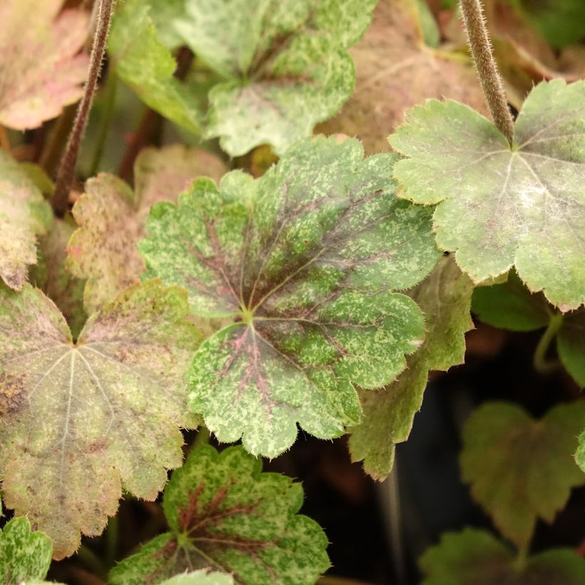 Heuchera Snowy Panky - Purpurglöckchen (Laub)