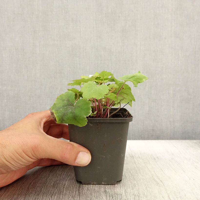 Exemplar von Heucherella Citrus shock - Schaumglöckchen Kleine Töpfe von 8/9 cm wie im Herbst geliefert
