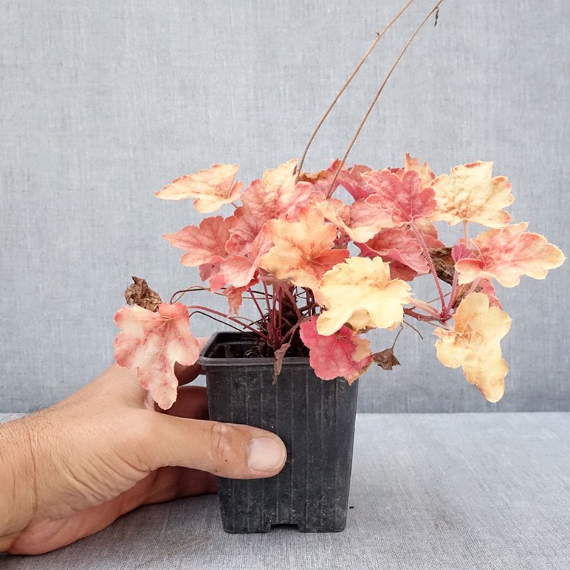 Exemplar von Heucherella Copper Cascade - Schaumglöckchen Kleine Töpfe von 8/9 cm wie im Sommer geliefert