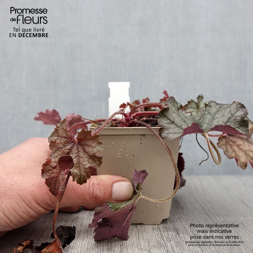 Exemplar von Heucherella Cracked Ice - Schaumglöckchen Kleine Töpfe von 8/9 cm wie im Herbst geliefert