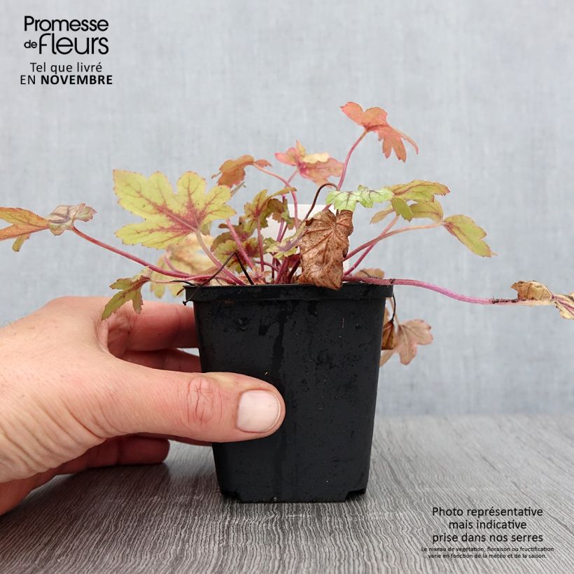 Exemplar von Heucherella Eye Spy - Schaumglöckchen Kleine Töpfe von 8/9 cm wie im Herbst geliefert