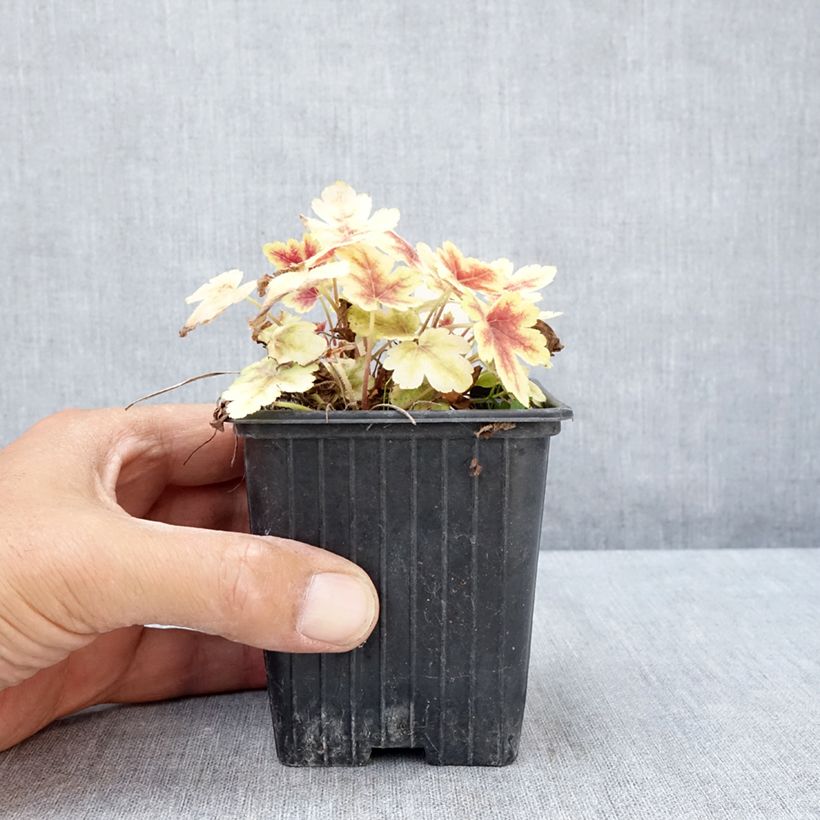 Exemplar von Heucherella Golden Zebra - Schaumglöckchen Kleine Töpfe von 8/9 cm wie im Sommer geliefert