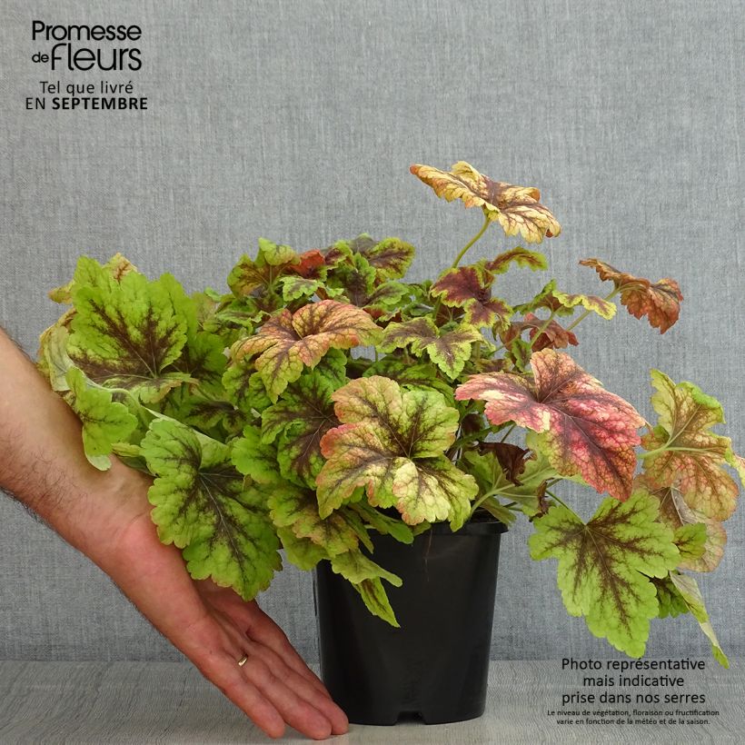 Exemplar von Heucherella Golden Zebra - Schaumglöckchen Topf mit 1,5L/2L wie im Sommer geliefert