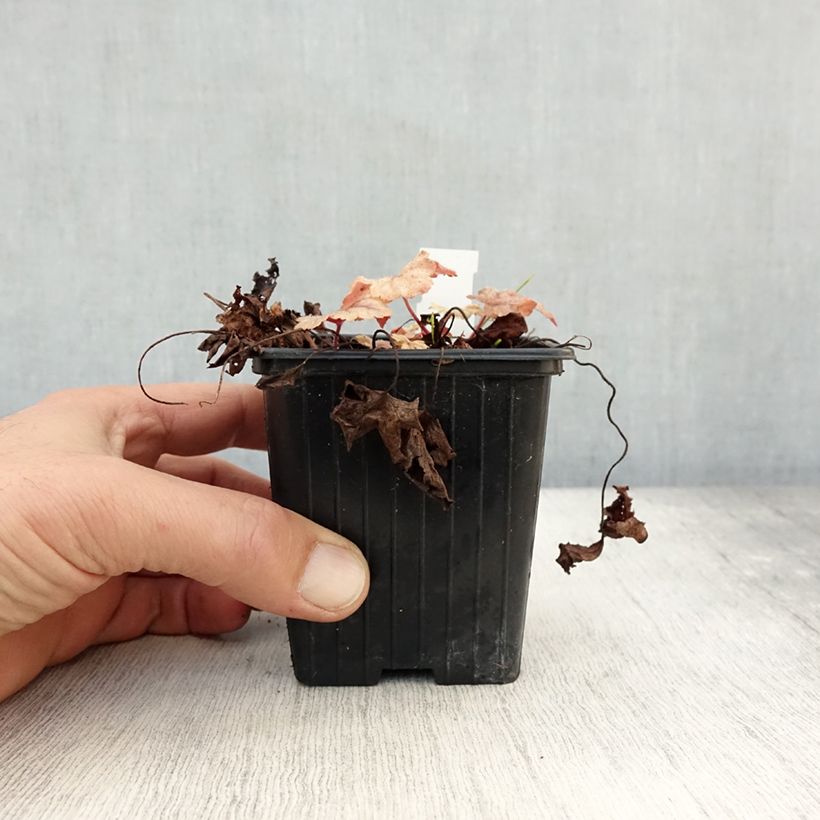 Exemplar von Heucherella Honey Rose - Schaumglöckchen Kleine Töpfe von 8/9 cm wie im Herbst geliefert