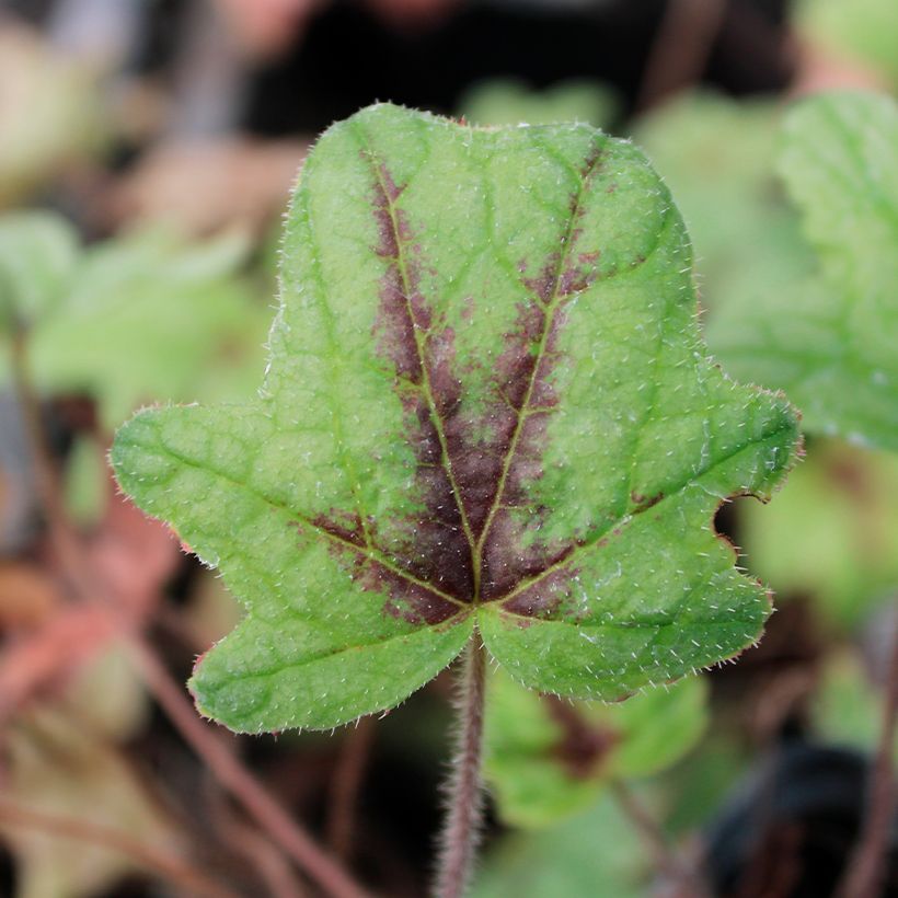 Heucherella Kimono - Schaumglöckchen (Laub)