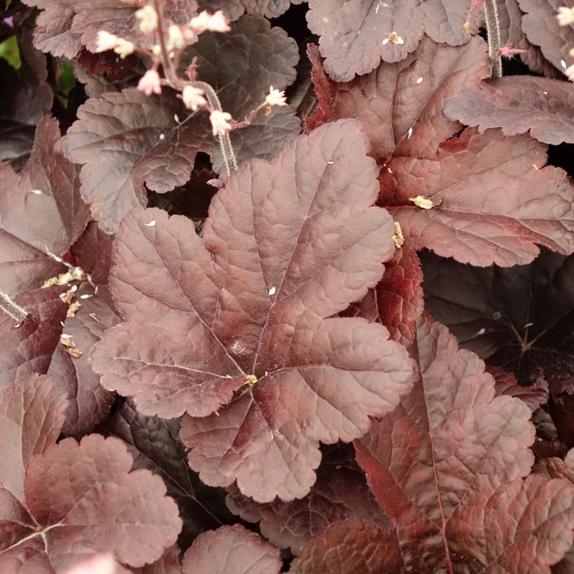 Heucherella Onyx - Schaumglöckchen (Laub)
