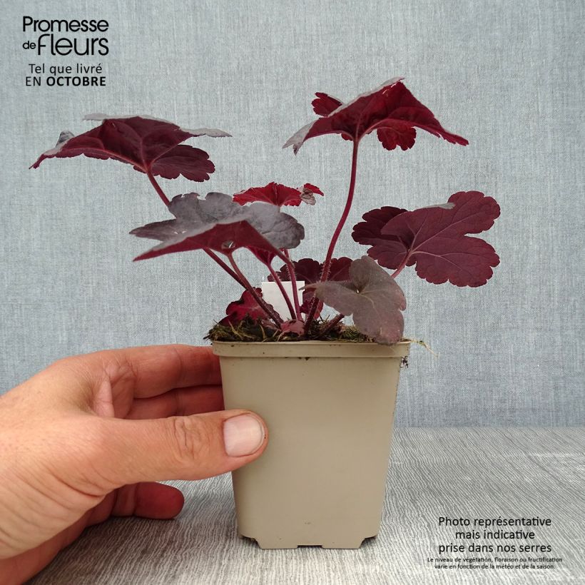 Exemplar von Heucherella Onyx - Schaumglöckchen Kleine Töpfe von 8/9 cm wie im Herbst geliefert