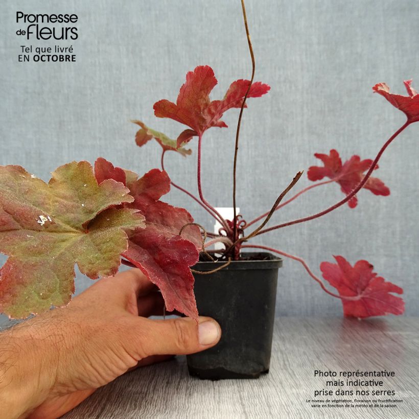Exemplar von Heucherella Red Rover - Schaumglöckchen Kleine Töpfe von 8/9 cm wie im Herbst geliefert