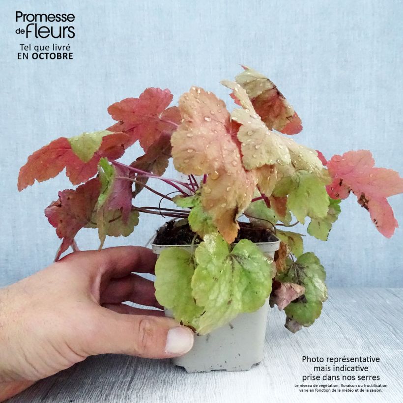 Exemplar von Heucherella Redstone Falls - Schaumglöckchen Kleine Töpfe von 8/9 cm wie im Herbst geliefert