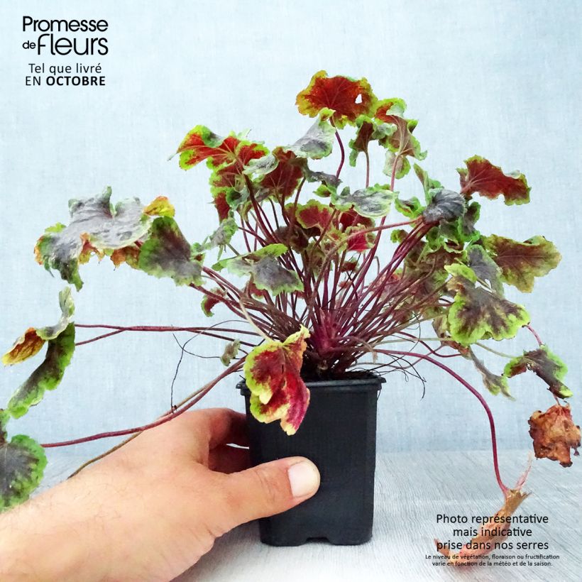 Exemplar von Heucherella Solar Eclipse - Schaumglöckchen Kleine Töpfe von 8/9 cm wie im Herbst geliefert