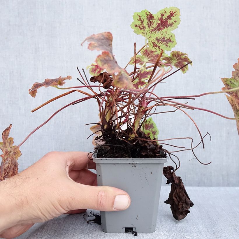 Exemplar von Heucherella Solar Power - Schaumglöckchen Kleine Töpfe von 8/9 cm wie im Herbst geliefert