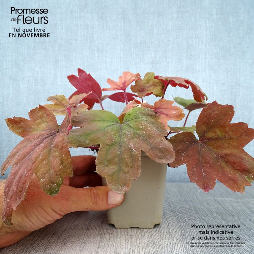 Exemplar von Heucherella Sweet Tea - Schaumglöckchen Kleine Töpfe von 8/9 cm wie im Herbst geliefert