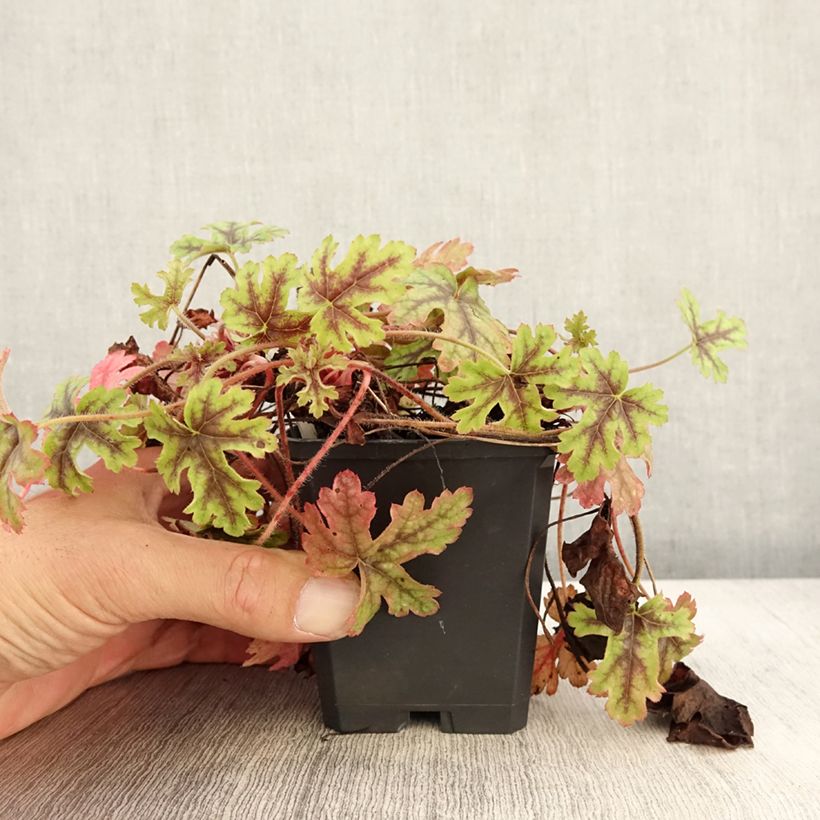 Exemplar von Heucherella Tapestry - Schaumglöckchen Kleine Töpfe von 8/9 cm wie im Herbst geliefert