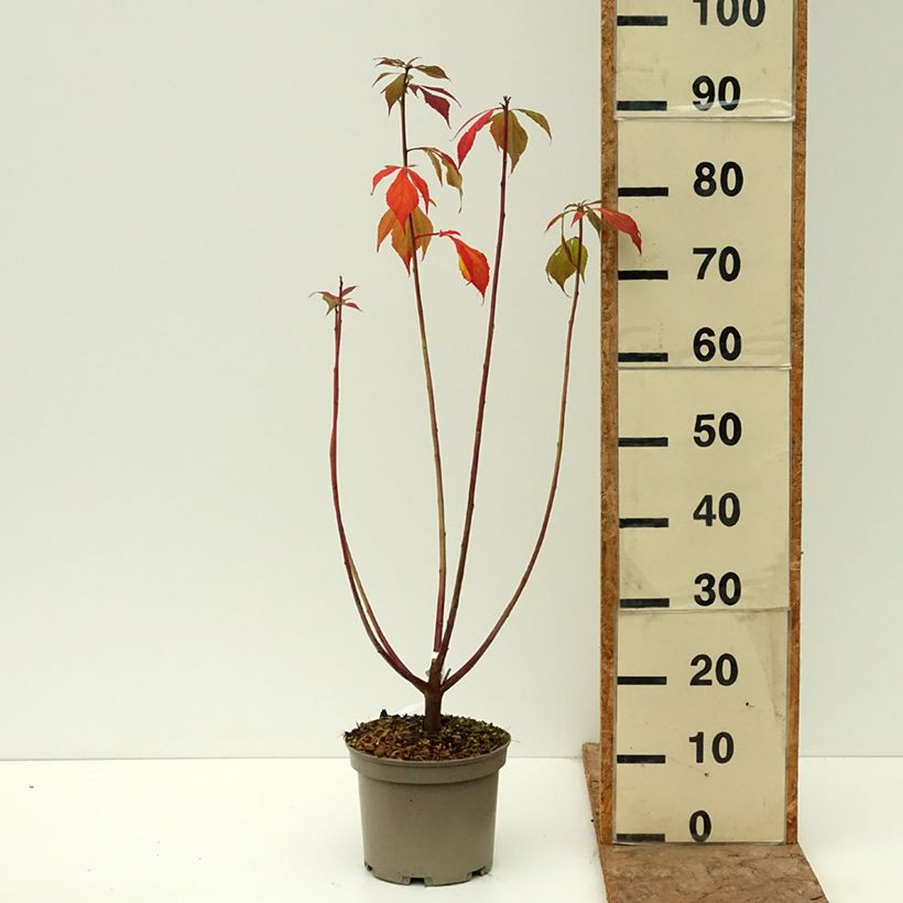 Exemplar von Hibiscus moscheutos Carousel Ghost - Sumpfeibisch Topf mit 3L/4L wie im Herbst geliefert