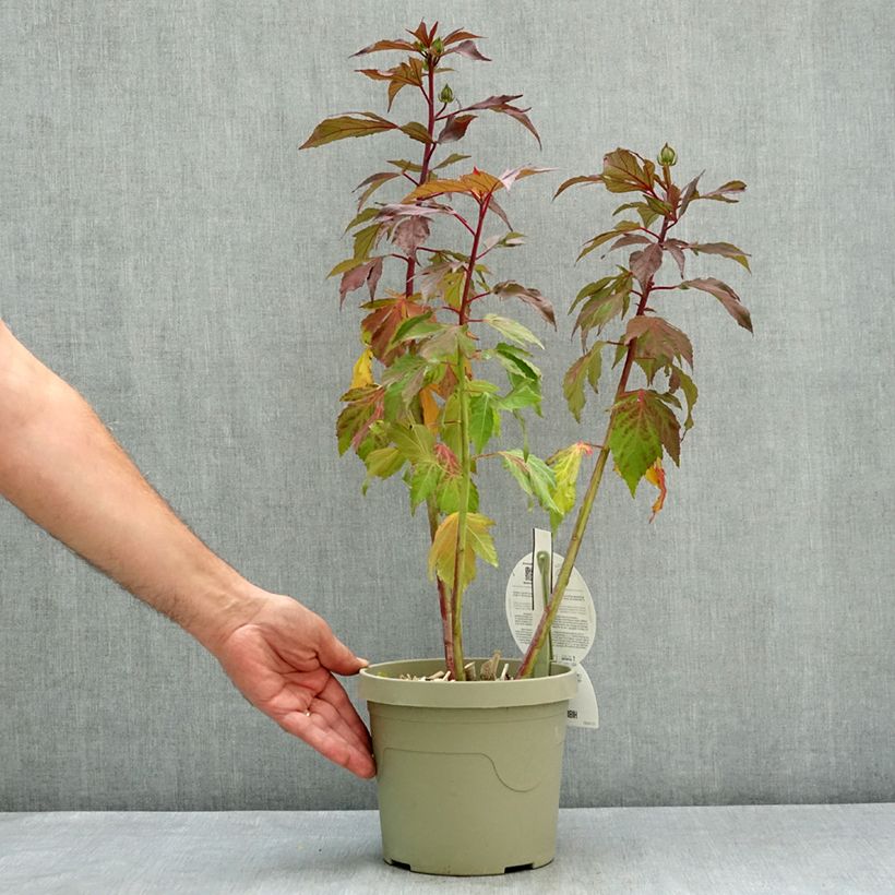 Exemplar von Hibiscus moscheutos Carousel Ghost - Sumpfeibisch Topf mit 3L/4L wie im Sommer geliefert