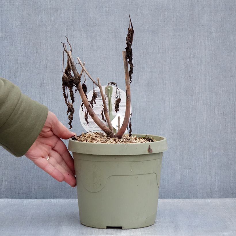 Exemplar von Hibiscus moscheutos Carrousel Geant Red - Sumpfeibisch Topf mit 3L/4L wie im Winter geliefert