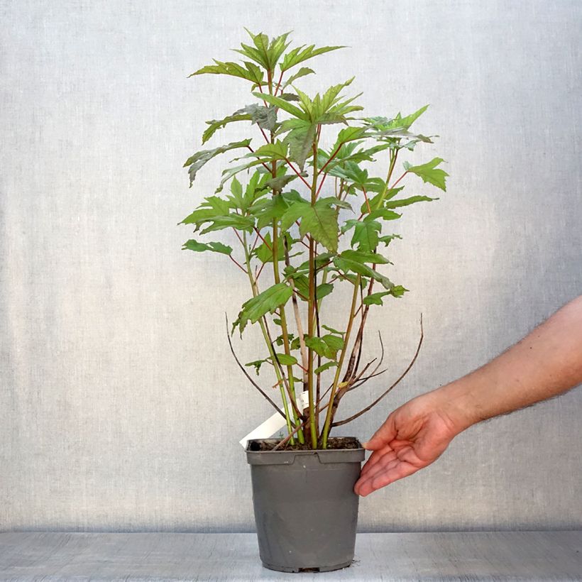 Exemplar von Hibiscus moscheutos Summerific Berry Awesome - Sumpfeibisch Topf mit 3L/4L wie im Sommer geliefert