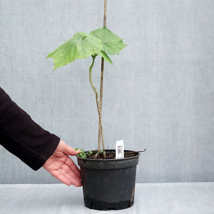 Exemplar von Hibiscus paramutabilis - Hibiskus Topf mit 2L/3L wie im Herbst geliefert