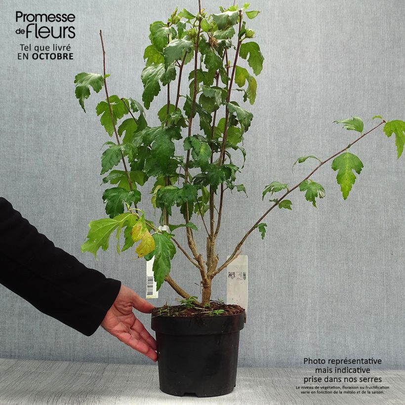 Exemplar von Garten-Hibiscus Pink Giant - Hibiscus syriacus Topf mit 4L/5L wie im Herbst geliefert