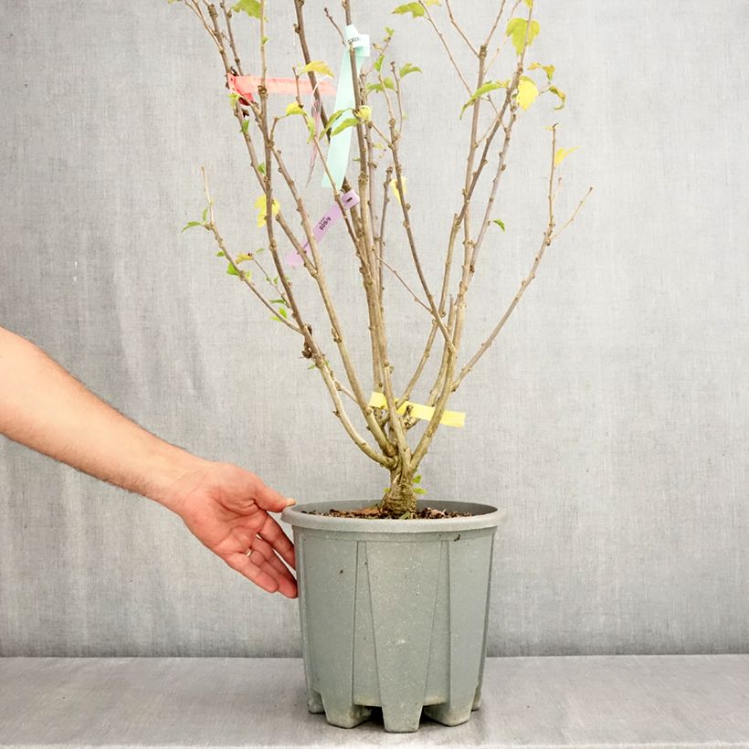 Exemplar von Garten-Hibiscus Pink Giant - Hibiscus syriacus Topf mit 7,5L/10L wie im Herbst geliefert