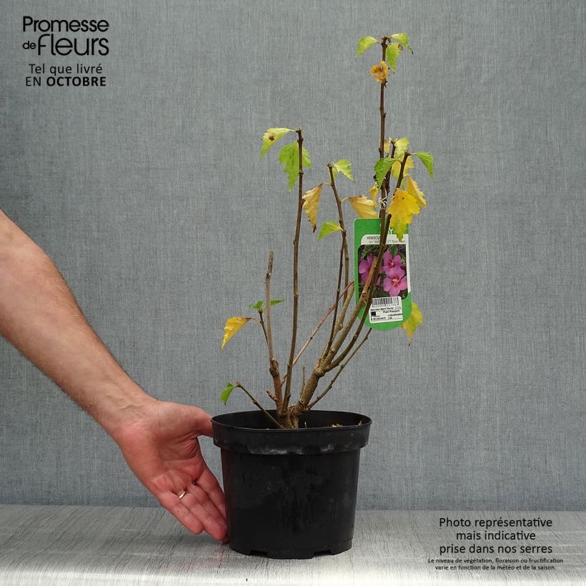 Exemplar von Hibiscus Rose Moon - Garten-Hibiscus Topf mit 3L/4L wie im Herbst geliefert