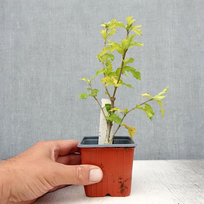 Exemplar von Garten-Hibiscus Admiral Dewey - Hibiscus syriacus Kleine Töpfe von 8/9 cm wie im Sommer geliefert