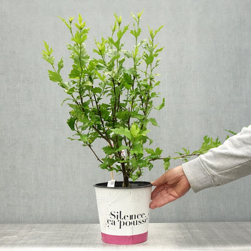 Exemplar von Garten-Hibiscus B'twist Lavende - Hibiscus syriacus Topf mit 4L/5L wie im Frühjahr geliefert