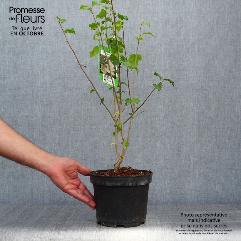 Exemplar von Garten-Hibiscus Diana - Hibiscus syriacus Topf mit 3L/4L wie im Herbst geliefert