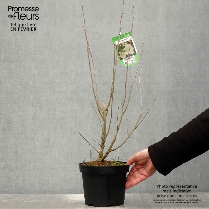 Exemplar von Garten-Hibiscus Diana - Hibiscus syriacus Topf mit 3L/4L wie im Winter geliefert