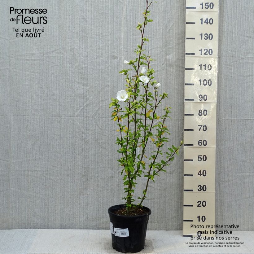 Exemplar von Garten-Hibiscus Eléonore - Hibiscus syriacus Topf mit 7,5L/10L wie im Sommer geliefert