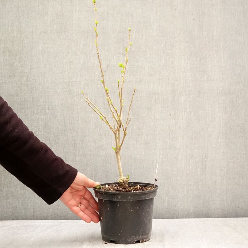 Exemplar von Garten-Hibiscus Eléonore - Hibiscus syriacus Topf mit 2L/3L wie im Frühjahr geliefert