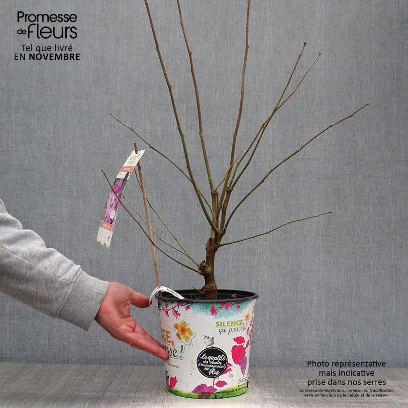 Exemplar von Garten-Hibiscus Eruption - Hibiscus syriacus Topf mit 4L/5L wie im Herbst geliefert
