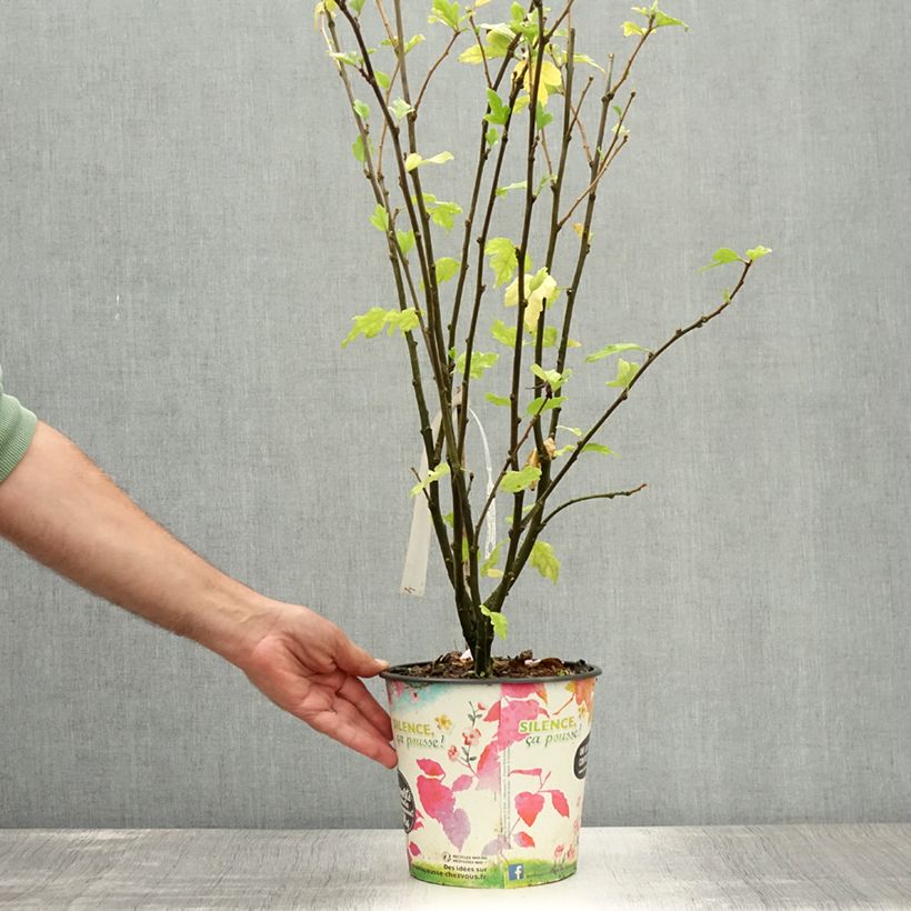 Exemplar von Garten-Hibiscus Eruption - Hibiscus syriacus Topf mit 4L/5L wie im Sommer geliefert