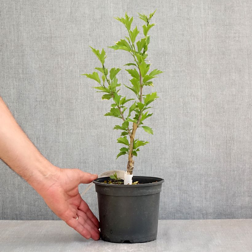 Exemplar von Garten-Hibiscus Flower Tower Purple - Hibiscus syriacus Topf mit 1,5L/2L wie im Frühjahr geliefert