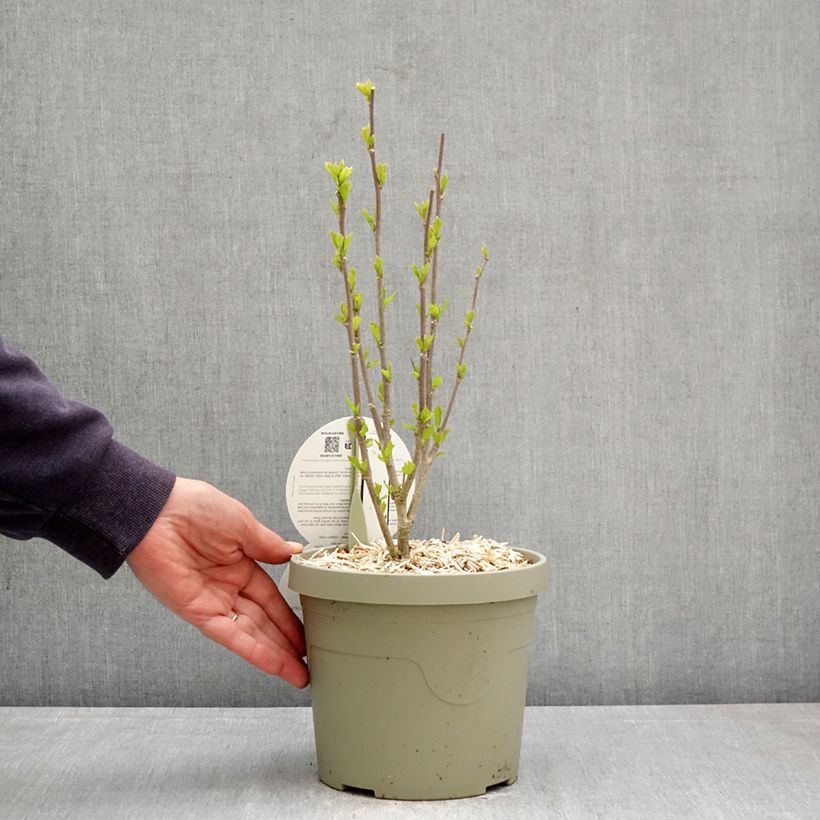 Exemplar von Garten-Hibiscus Flower Tower Purple - Hibiscus syriacus Topf mit 3L/4L wie im Frühjahr geliefert