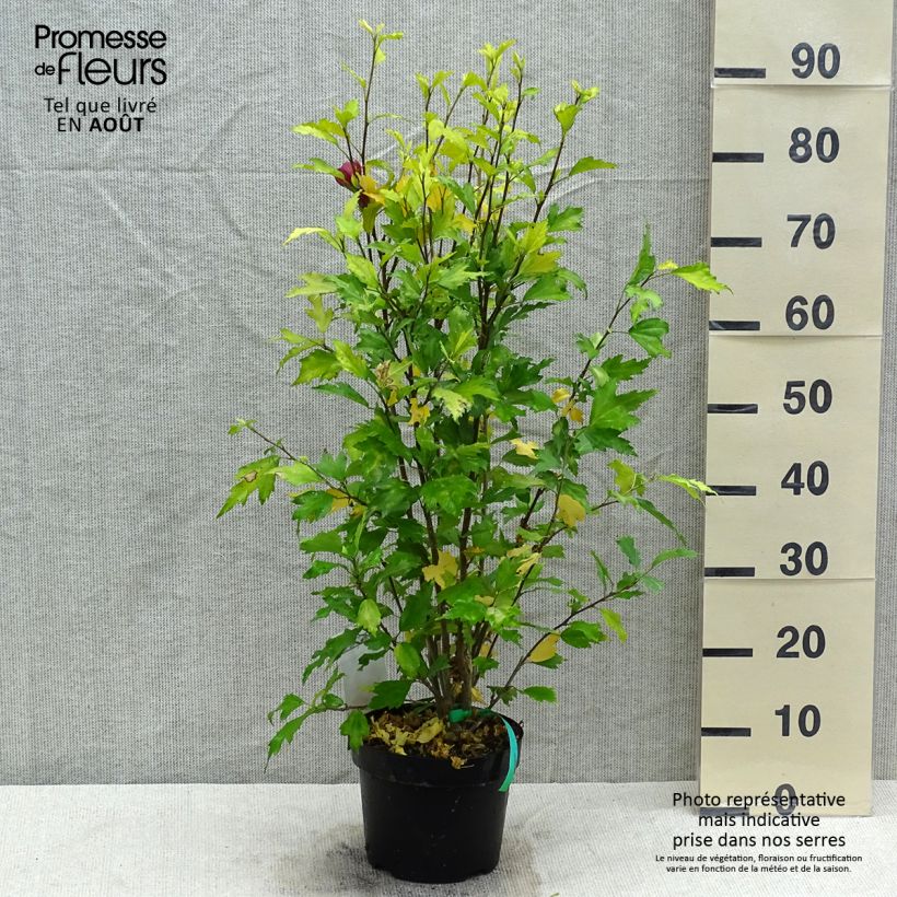 Exemplar von Garten-Hibiscus Flower Tower Ruby - Hibiscus syriacus Topf mit 2L/3L wie im Sommer geliefert