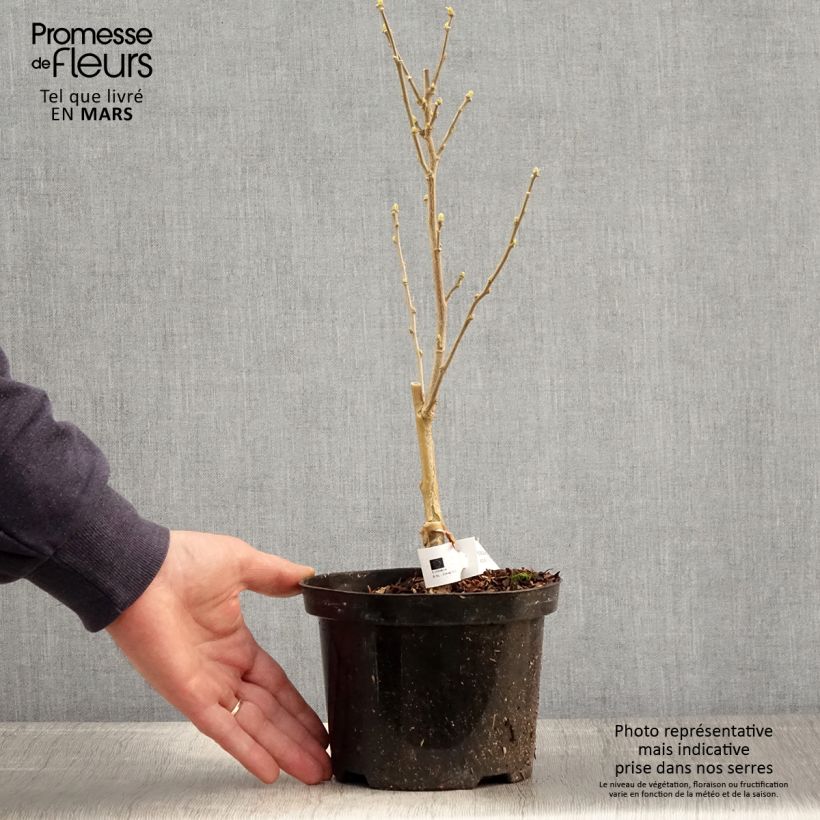 Exemplar von Garten-Hibiscus Flower Tower White - Hibiscus syriacus Topf mit 1,5L/2L wie im Frühjahr geliefert