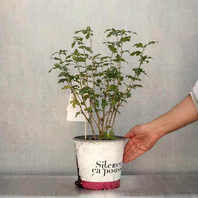 Exemplar von Garten-Hibiscus French point - Hibiscus syriacus Topf mit 4L/5L wie im Herbst geliefert