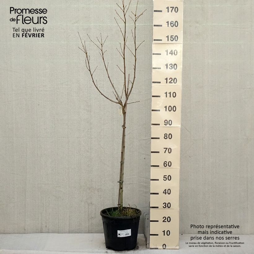 Exemplar von Garten-Hibiscus Hamabo - Hibiscus syriacus Topf mit 7,5L/10L wie im Winter geliefert