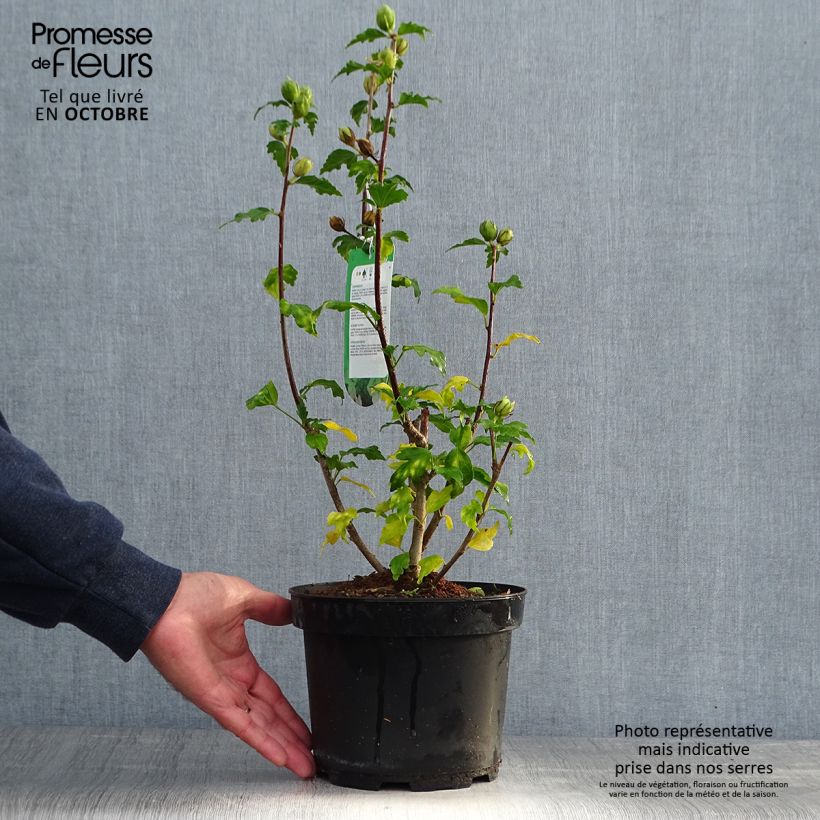 Exemplar von Garten-Hibiscus Hamabo - Hibiscus syriacus Topf mit 3L/4L wie im Herbst geliefert