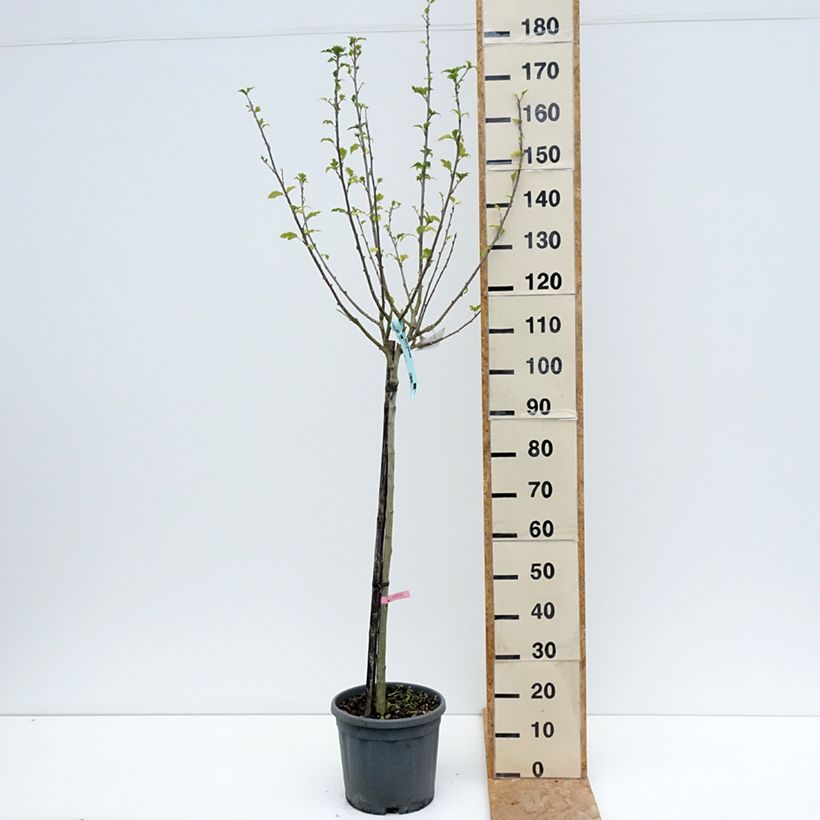 Exemplar von Garten-Hibiscus Hamabo - Hibiscus syriacus Topf mit 7,5L/10L wie im Sommer geliefert